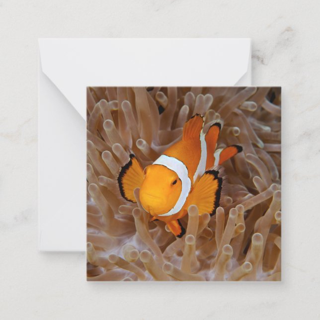 Clownfish - Molokai, North Shore Cliff Anteckningskort (Framsida)