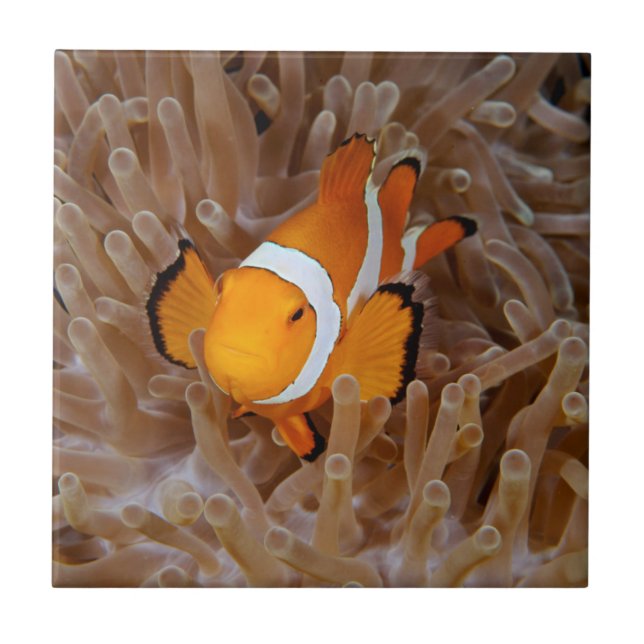 Clownfish - Molokai, North Shore Cliff Kakelplatta (Framsidan)