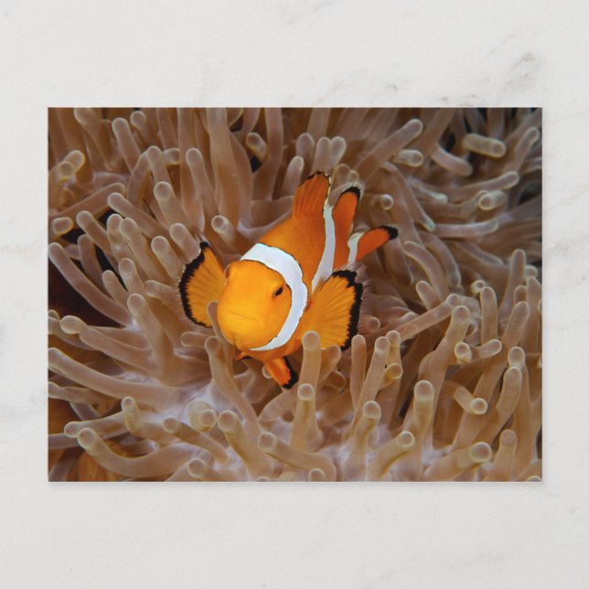 Clownfish - Molokai, North Shore Cliff Vykort (Framsida)