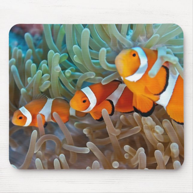 Clownfish Musmatta (Framsidan)