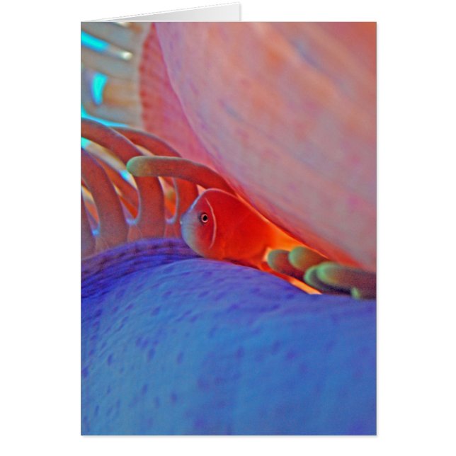 Clownfish och anemon - kort (Framsidan)