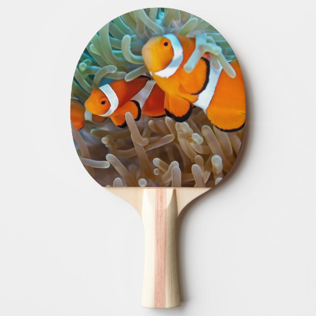 Clownfish Pingisracket (Framsidan)