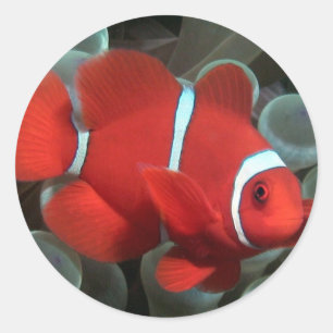 Clownfish Runt Klistermärke