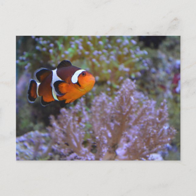 Clownfish Sea Anemone Coral Underwater Cute Photo Vykort (Framsida)