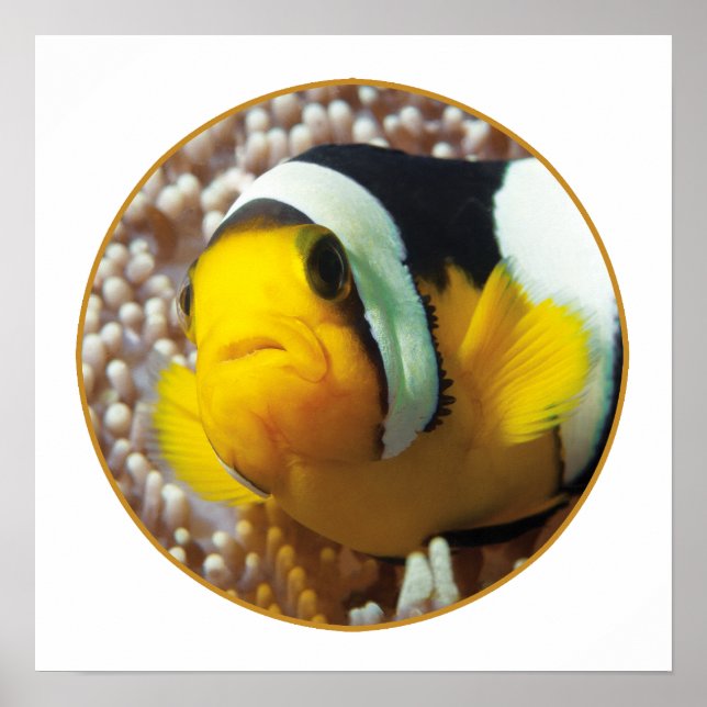 Clownfish - stäng upp! Rund fotodesign | Poster (Framsidan)