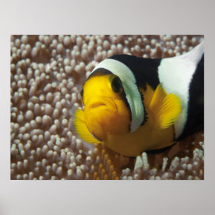 Clownfish - stäng upp! Så söt - Nemo i Anemone   Poster