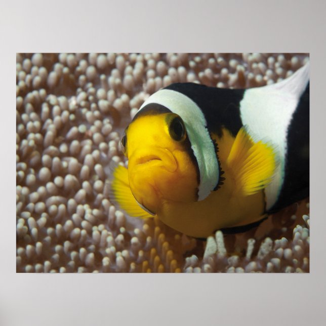 Clownfish - stäng upp! Så söt - Nemo i Anemone | Poster (Framsidan)