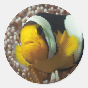 Clownfish - stäng upp! Så söt - Nemo i Anemone Runt Klistermärke