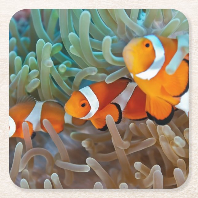 Clownfish Underlägg Papper Kvadrat (Framsidan)