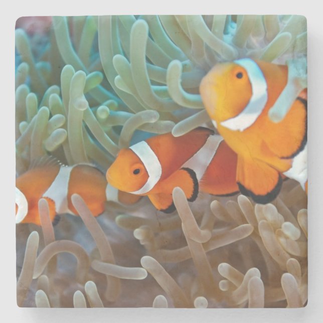Clownfish Underlägg Sten (Framsidan)