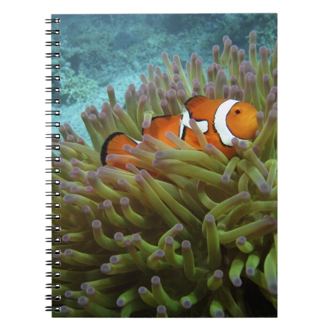 Clownfisk ( Amphiprion ocellaris ) Anteckningsbok (Framsidan)