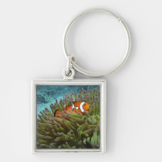 Clownfisk ( Amphiprion ocellaris ) Fyrkantig Silverfärgad Nyckelring (Framsidan)