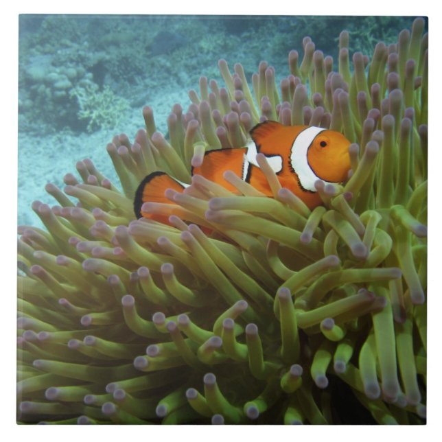 Clownfisk ( Amphiprion ocellaris ) Kakelplatta (Framsidan)