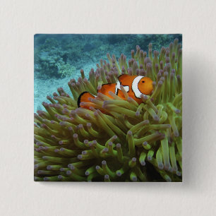 Clownfisk ( Amphiprion ocellaris ) Knapp