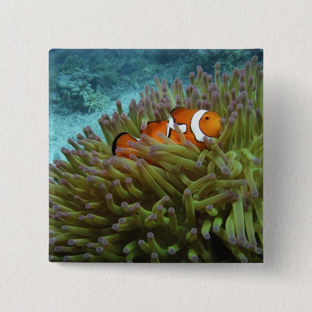 Clownfisk ( Amphiprion ocellaris ) Knapp (Framsida)