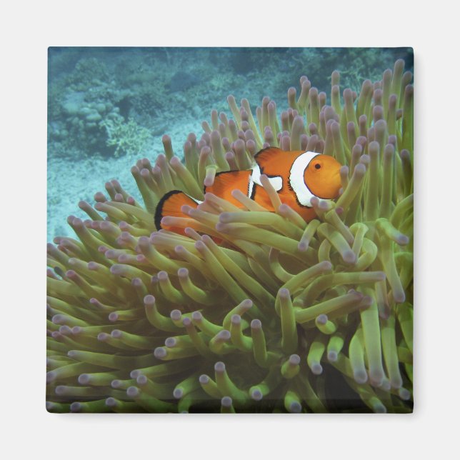 Clownfisk ( Amphiprion ocellaris ) Magnet (Framsidan)