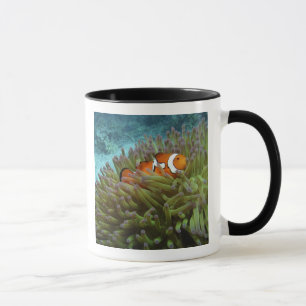 Clownfisk ( Amphiprion ocellaris ) Mugg