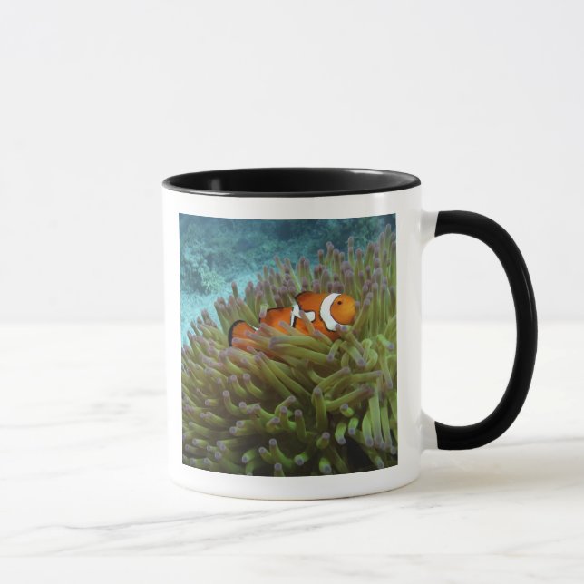 Clownfisk ( Amphiprion ocellaris ) Mugg (Höger)