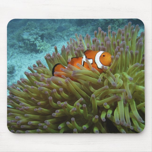 Clownfisk ( Amphiprion ocellaris ) Musmatta (Framsidan)