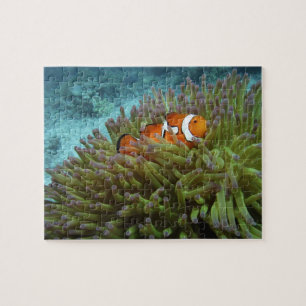 Clownfisk ( Amphiprion ocellaris ) Pussel