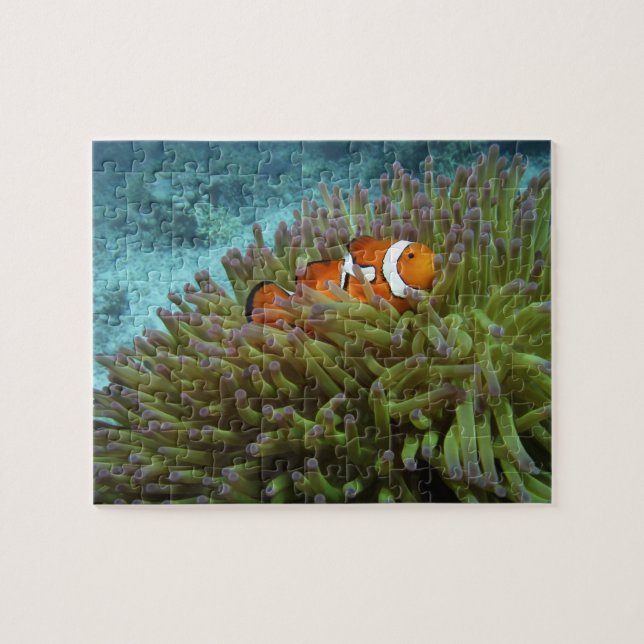 Clownfisk ( Amphiprion ocellaris ) Pussel (Horisontell)