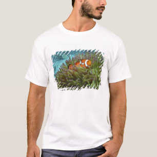 Clownfisk ( Amphiprion ocellaris ) T-shirt