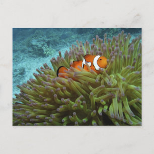 Clownfisk ( Amphiprion ocellaris ) Vykort