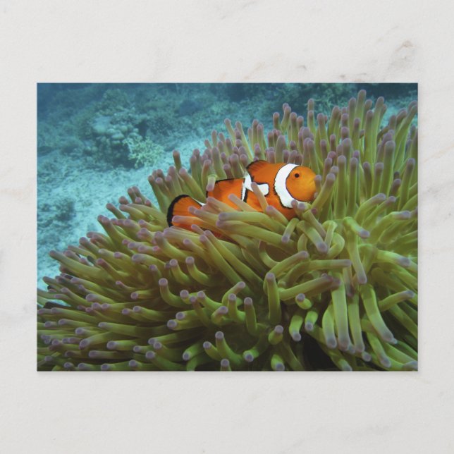 Clownfisk ( Amphiprion ocellaris ) Vykort (Framsida)
