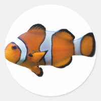 Clownfisk dekal