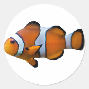 Clownfisk dekal runt klistermärke