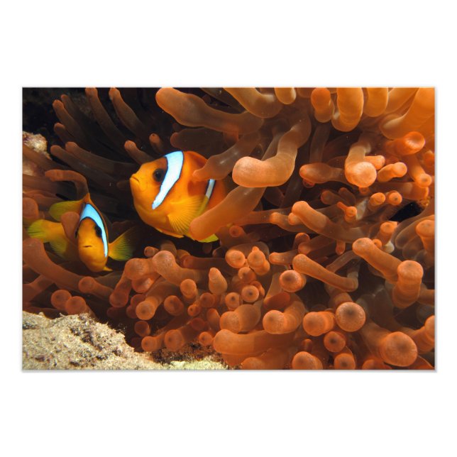 Clownfisk Foto Print (Framsidan)