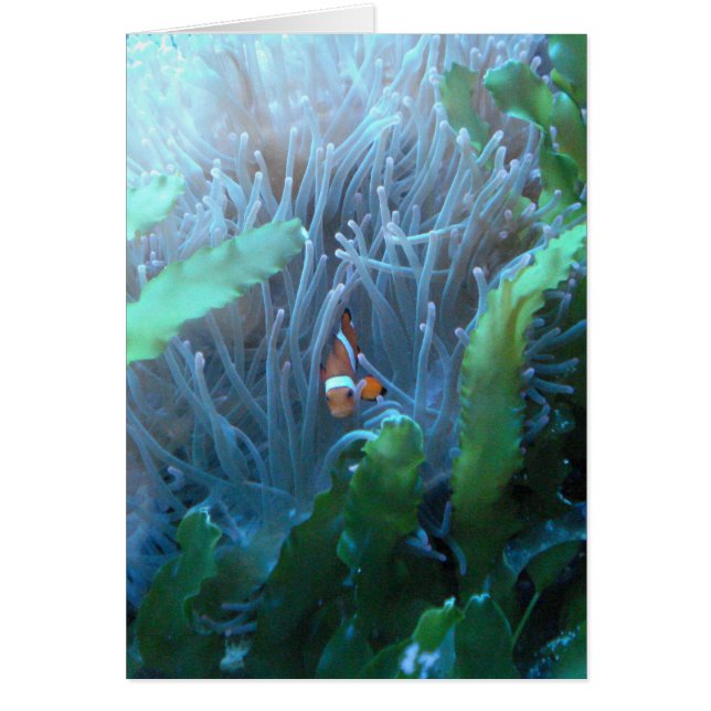 Clownfisk Hälsningskort (Framsidan)