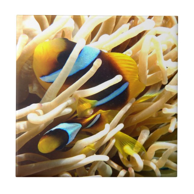 Clownfisk Kakelplatta (Framsidan)