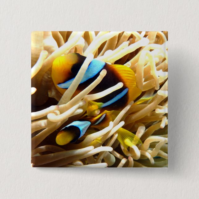 Clownfisk Knapp (Framsida)