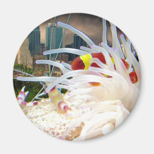 Clownfisk Magnet