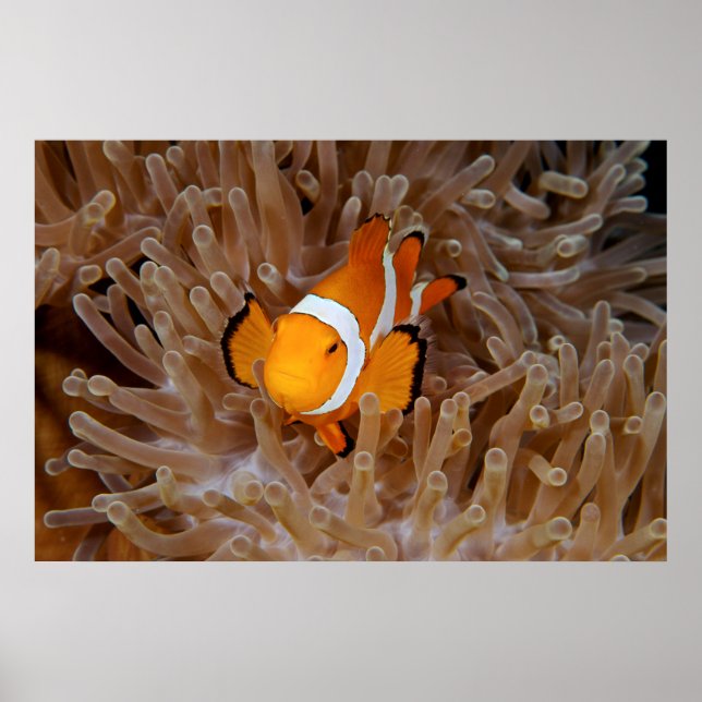 Clownfisk - Molokai, North Shore Cliff Poster (Framsidan)