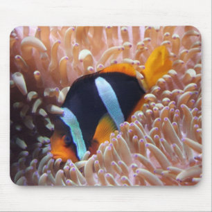 Clownfisk Musmatta