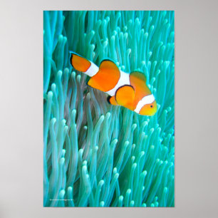 Clownfisk Poster