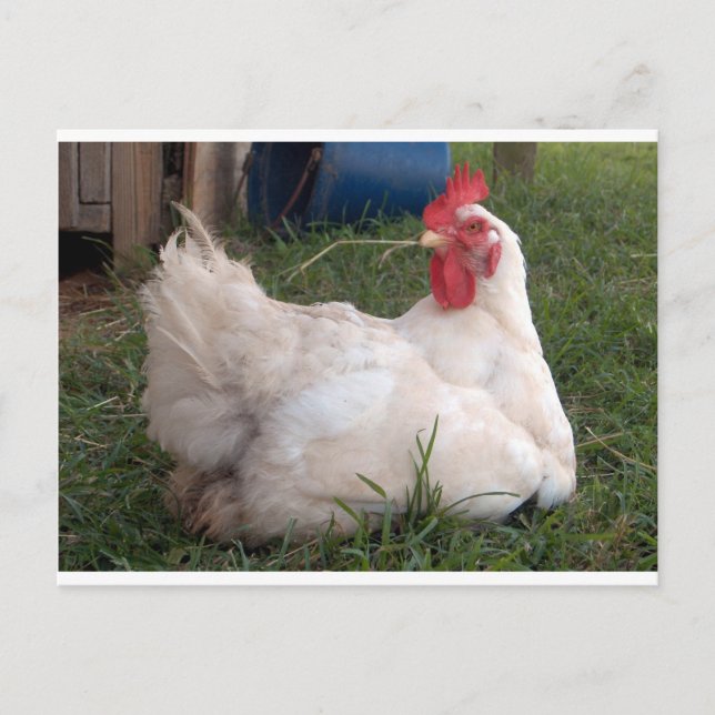 Cluck - Sweet White-kyckling Vykort (Framsida)