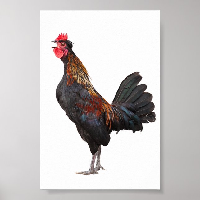 Clucking Chicken Poster (Framsidan)