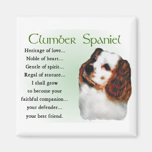 Clumber Spain Gifts Magnet