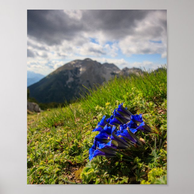 Clusius' gentianablommor och berg poster (Framsidan)