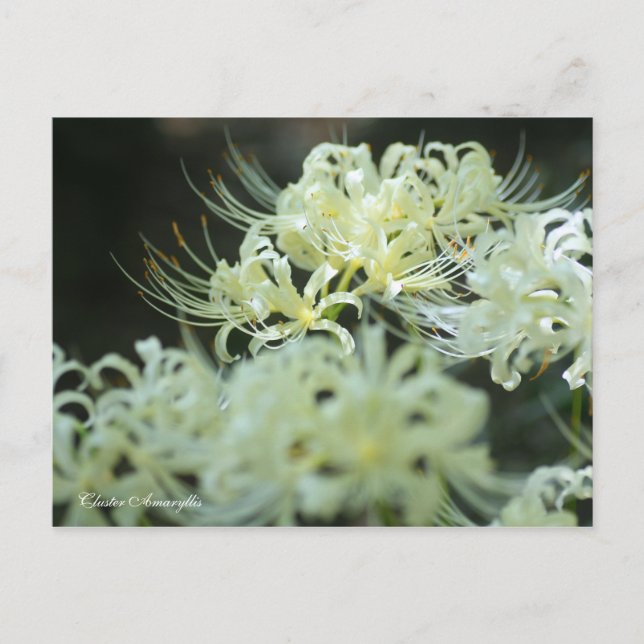 Cluster Amaryllis：Postcard Vykort (Framsida)