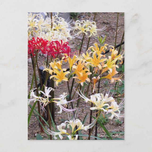 Cluster Amaryllis [Postcard] Vykort (Framsida)