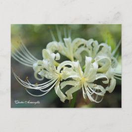 Cluster Amaryllis ［ vykort ］