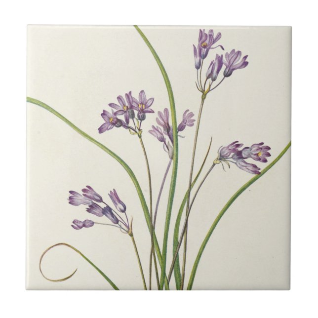 Clusterlily av Mary Vaux Walcott Kakelplatta (Framsidan)