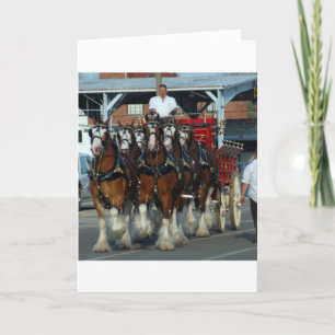 Clydesdale 6 hästhake kort