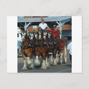 Clydesdale 6 hästhake vykort