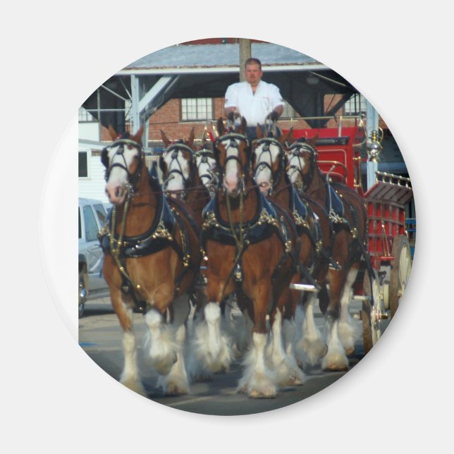 Clydesdale 6-hästkrock magnet (Framsidan)