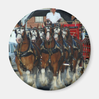 Clydesdale 6-hästkrock magnet